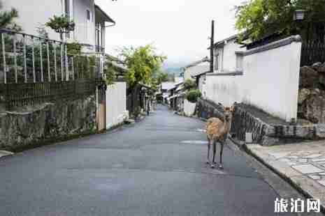 日本宫岛旅游攻略