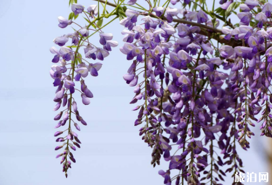 苏州紫藤花什么时候开花 2019苏州紫藤花观赏时间+地点+门票