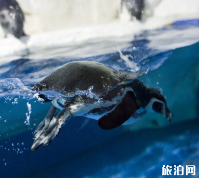 2019福州左海海底世界门票+优惠政策+交通