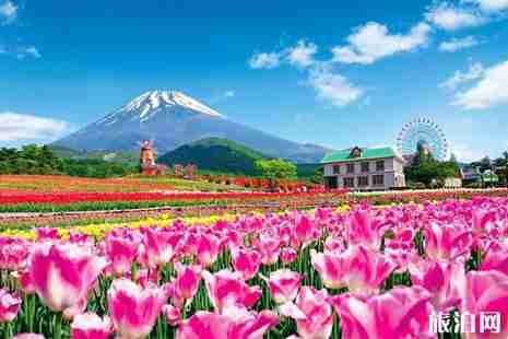 2019日本富士山郁金香节攻略