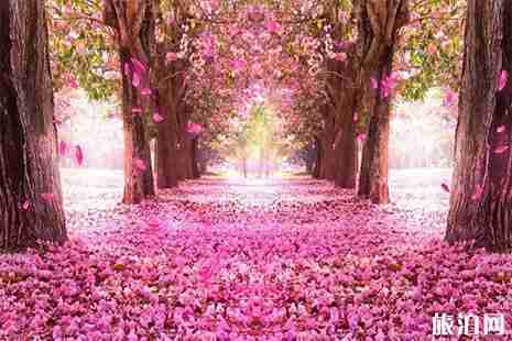 2019龙口花节盘点 桃花节+梨花节+紫藤花节