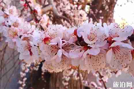 2019敦煌李广杏花节时间 附活动时间安排