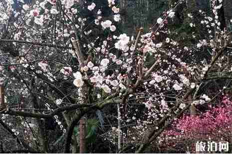 长沙哪里赏花最好 长沙周边赏花攻略