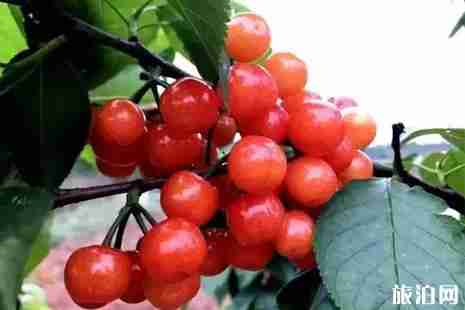 自贡周边摘樱桃地点攻略