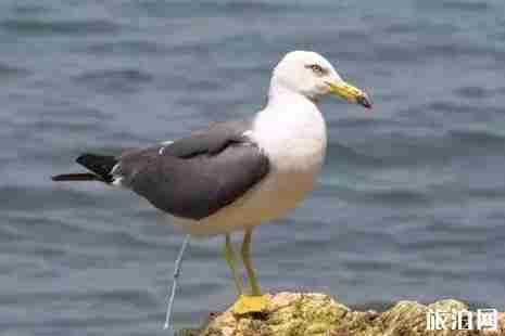 2019年辽宁观鸟地方推荐