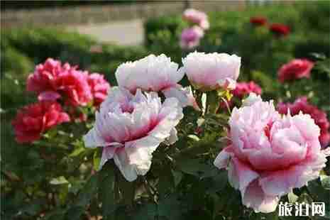 2019沙河市桃花源桃花牡丹观赏节4月16日开启