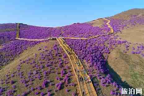 呼伦贝尔杜鹃花最佳赏花地点推荐