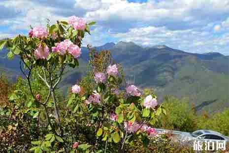 浙江杜鹃花哪里最有名