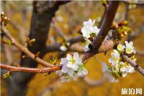 2019西集樱桃节什么时间+门票+地址+介绍