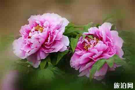 2019上海松江牡丹花节门票信息