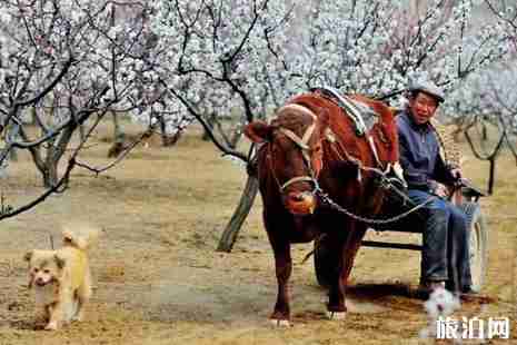2019榆林杏花節(jié)在幾月幾日+地點+交通+活動介紹