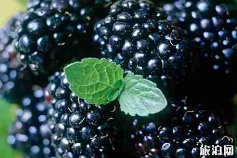 2019重慶桑葚采摘價格+時間+地址