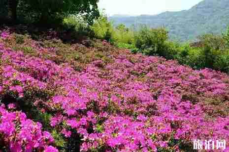 2019奉化賞花地點攻略