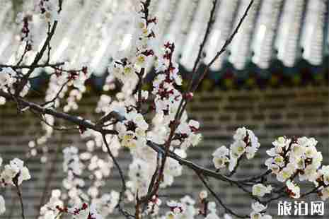 延慶杏花在哪看 附賞花指南