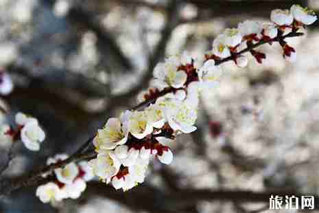 2019陽高杏花節4月19日開啟
