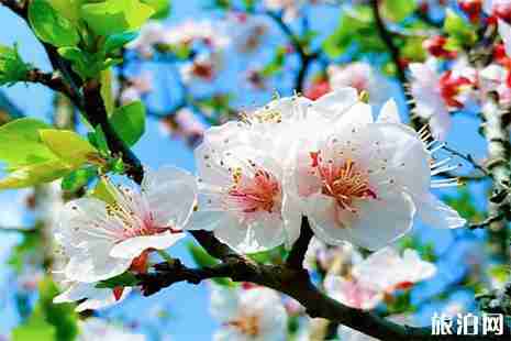 2019助馬堡杏花節4月21日開啟