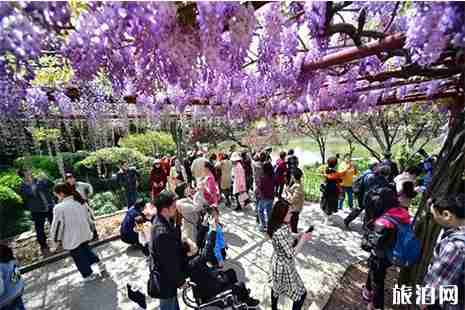 嘉定紫藤花園地址 嘉定紫藤花賞花攻略