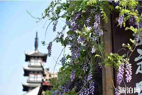 嘉定紫藤園最佳賞花期 地址+停車信息