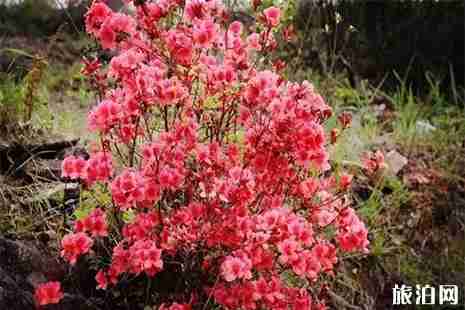 2019峃前白龍山杜鵑花節4月20日開啟