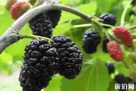 成都桑葚采摘2019攻略