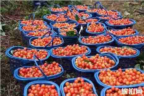 昆明周邊櫻桃采摘攻略2019