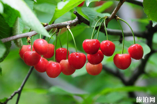 重慶櫻桃?guī)自路莩墒?重慶櫻桃采摘攻略2019