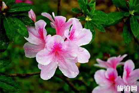 2019永州陽明山杜鵑花什么時候開 最佳賞花地+杜鵑花花期