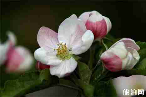 2019禮縣蘋(píng)果花節(jié)4月21日開(kāi)啟