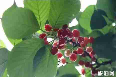 2019成都周邊櫻桃采摘攻略