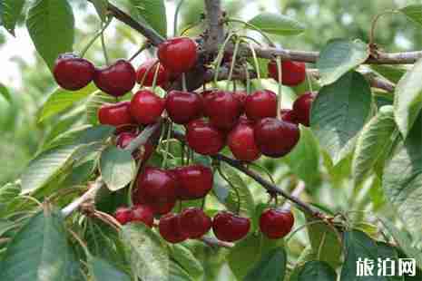 2019蒲江光明鄉(xiāng)櫻桃山櫻桃采摘攻略 時間+費用+交通