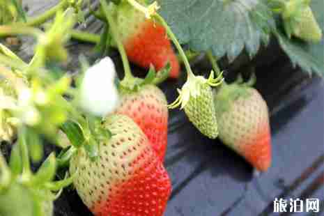 奉化尚田下王村草莓農場草莓采摘價格+采摘園地址