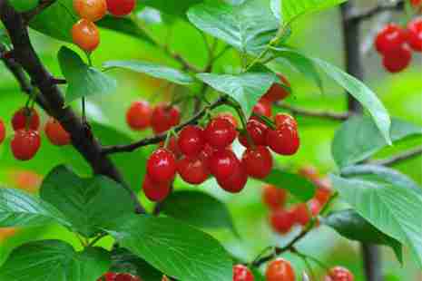 寧波六大櫻桃采摘地