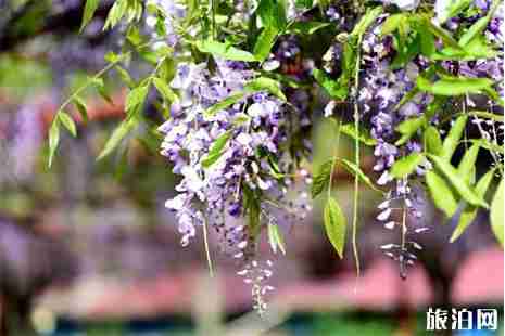 寧波賞紫藤花地方盤點