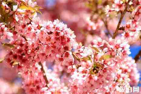 余姚赏樱地推荐 花期+地点+交通