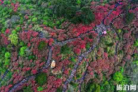 2019麻城龟峰山杜鹃花花期预测
