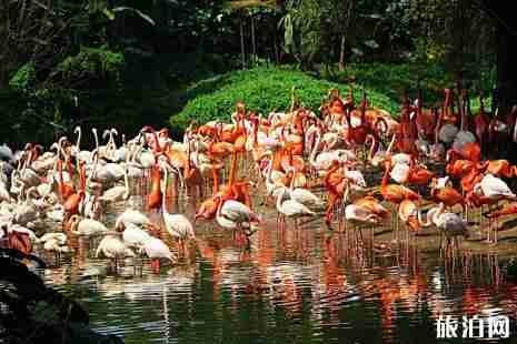 2019广州长隆野生动物园门票+住宿+交通
