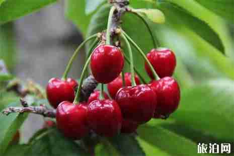 常州摘樱桃的地方