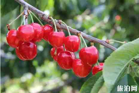 南充樱桃采摘攻略