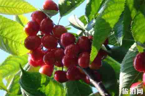 济南章丘樱桃采摘园 价格+地址