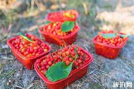 宣城水东镇樱桃采摘 时间+地点