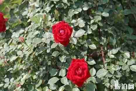 2019南阳世界月季洲际大会时间+游玩攻略