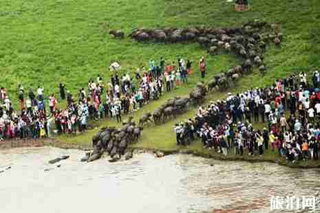 2019嘉陵江放牛节活动攻略