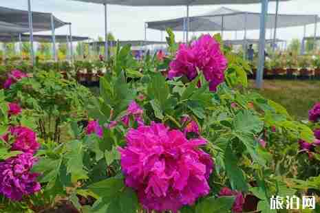 2019新疆亚心牡丹节活动攻略