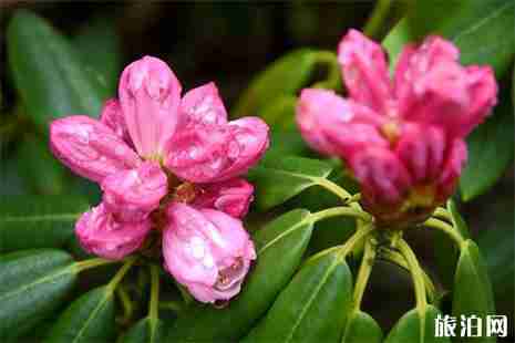 广西杜鹃花哪里最有名