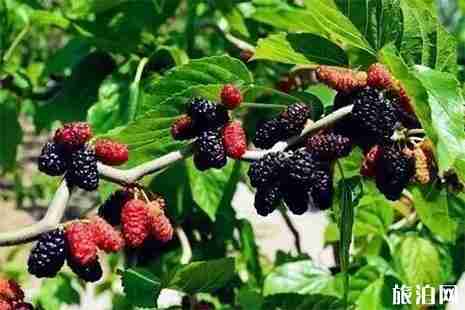 宁波桑葚采摘园推荐