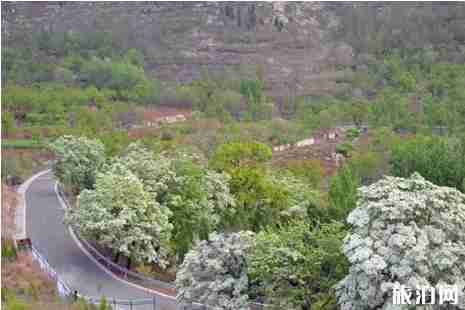 青州市邵庄镇流苏观赏攻略