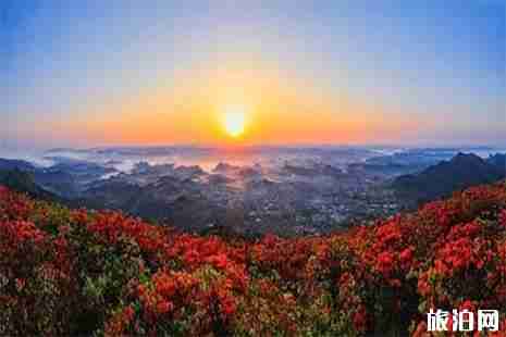 2019五一百里杜鹃还有花吗