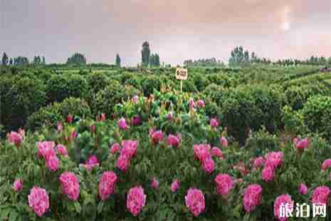 2019平阴玫瑰花文化节暨玫瑰博览会活动时间安排