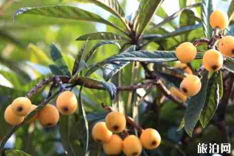 2019重慶大足枇杷旅游文化節(jié)時間+地點(diǎn) 重慶哪里有枇杷采摘