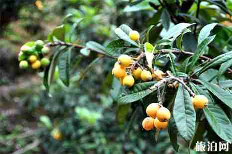 2019杭州塘棲枇杷采摘園推薦